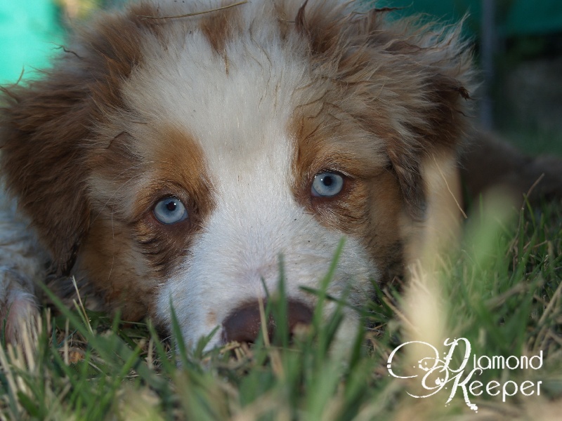 Glorious odin Of Fairy Aussie