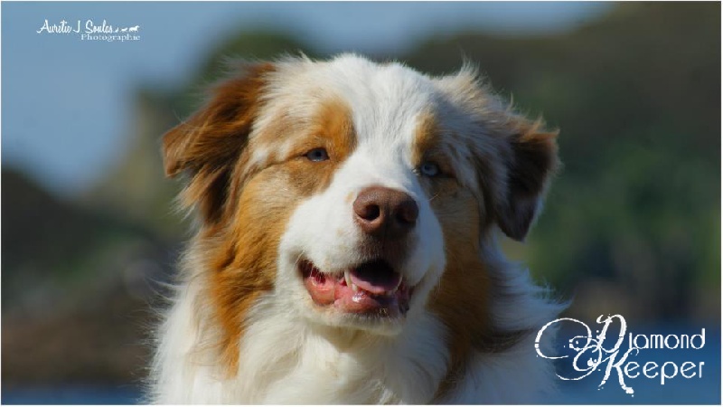 Glorious odin Of Fairy Aussie