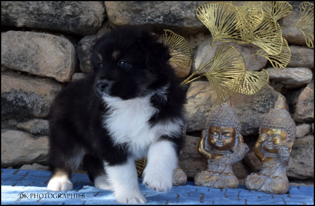 Diamond Keeper - Chiot disponible  - Berger Australien