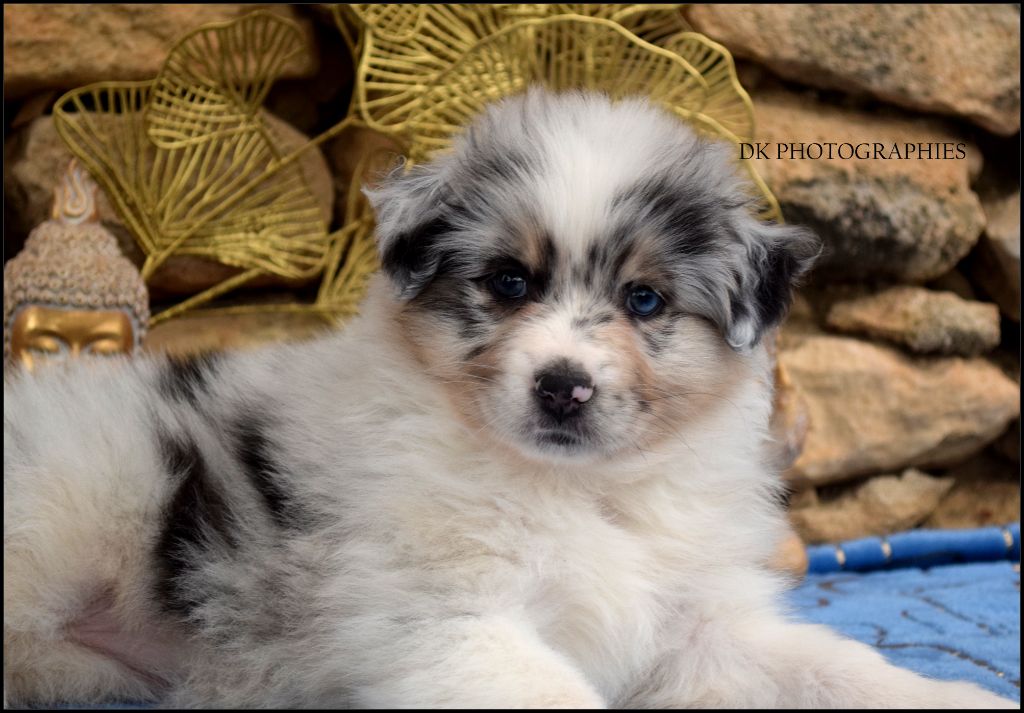 Diamond Keeper - Chiot disponible  - Berger Australien