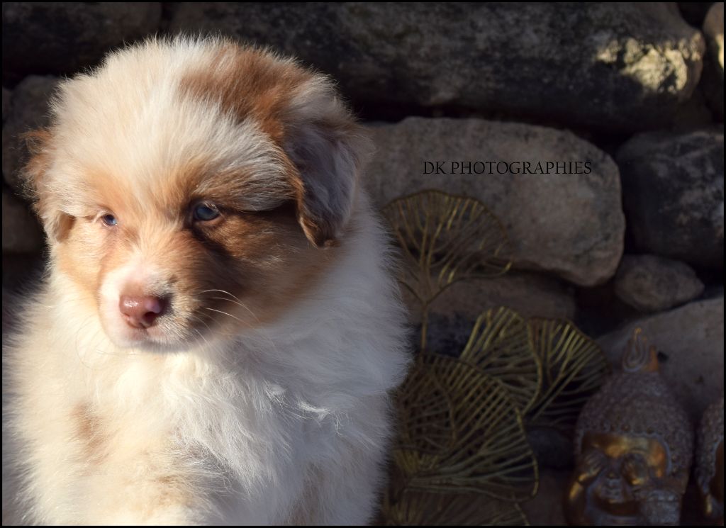 Diamond Keeper - Chiot disponible  - Berger Australien