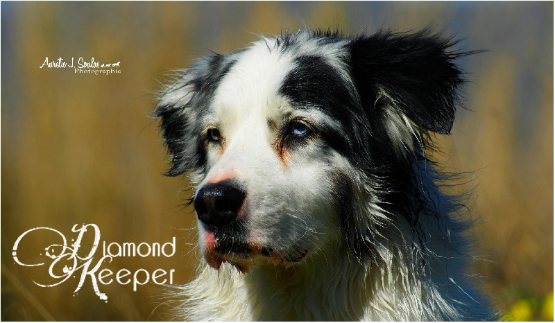 Diamond du Domaine D'Arinella Bianca