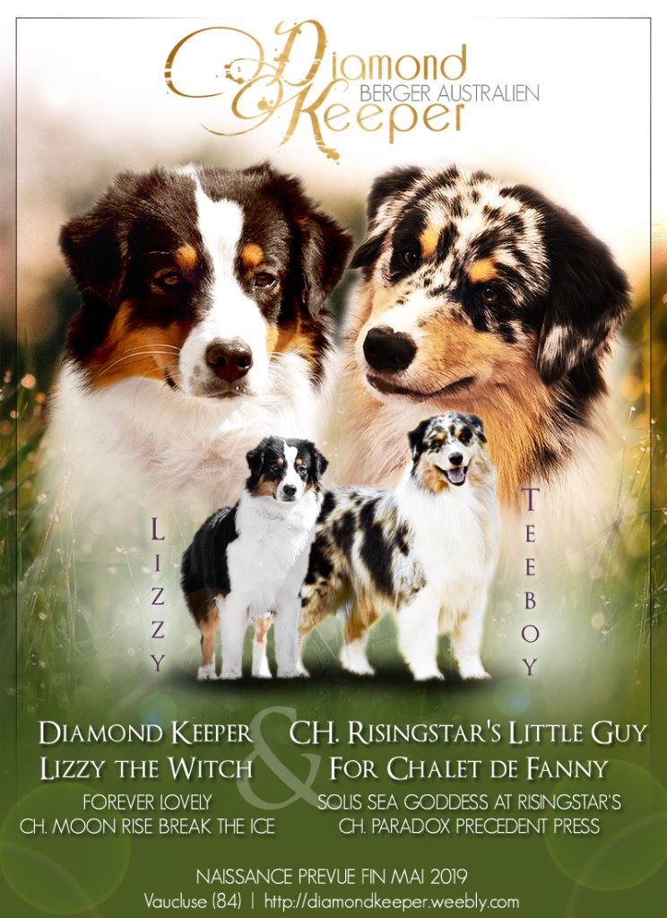 Diamond Keeper - Berger Australien - Portée née le 16/05/2019