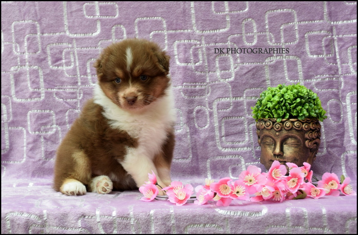 Diamond Keeper - Chiots disponibles - Berger Australien