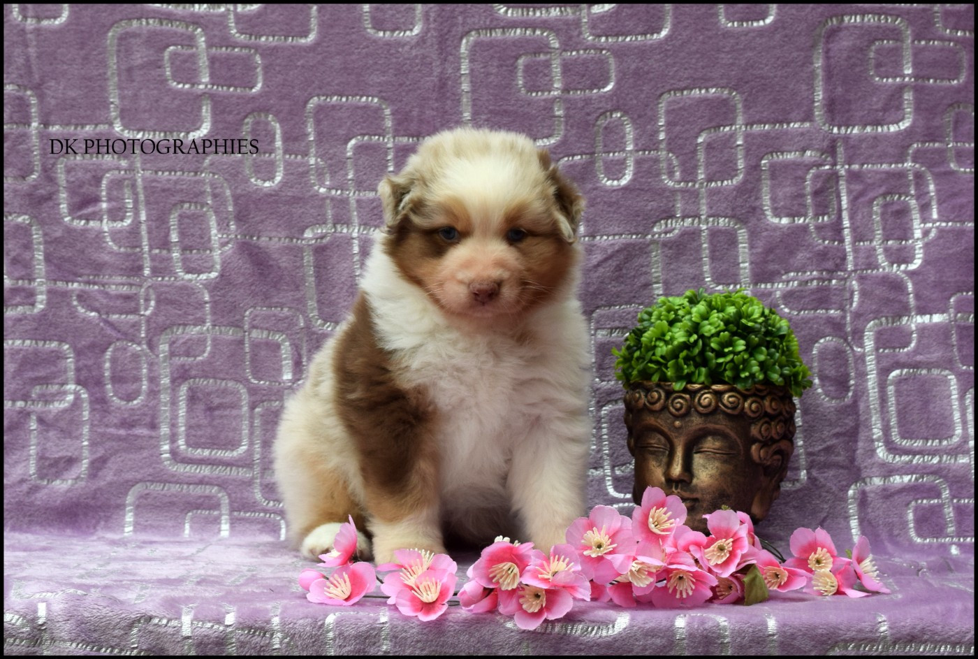 Diamond Keeper - Chiots disponibles - Berger Australien