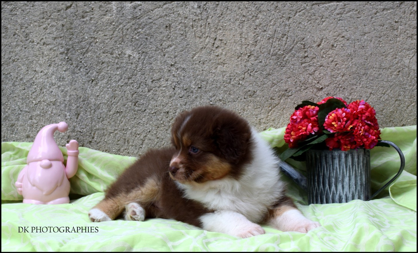 Diamond Keeper - Chiots disponibles - Berger Australien