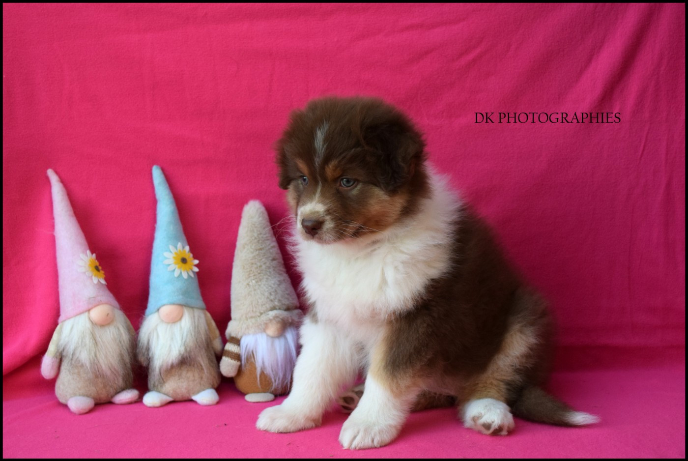 Diamond Keeper - Chiots disponibles - Berger Australien