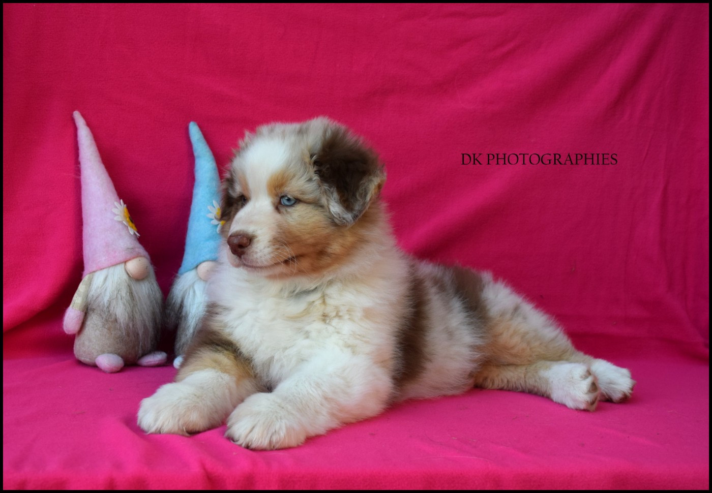 Diamond Keeper - Chiots disponibles - Berger Australien