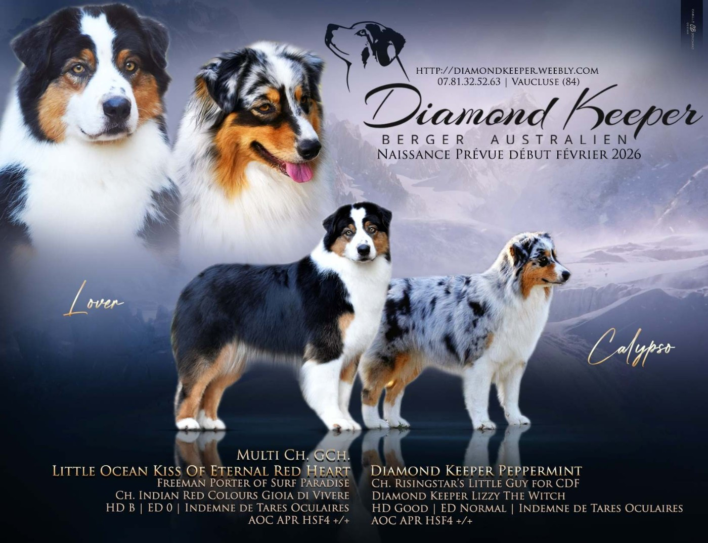 Diamond Keeper - Berger Australien - Portée née le 02/02/2026